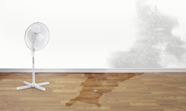 Best Water damage contractors near me  in Pisgah, AL